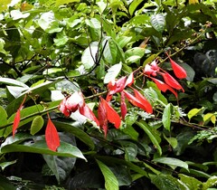 Warszewiczia coccinea