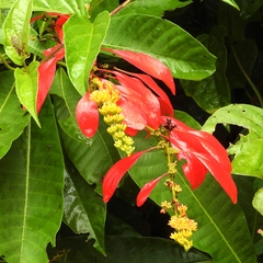 Warszewiczia coccinea