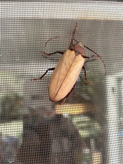 Agrianome spinicollis