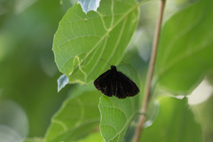 Ephyriades arcas