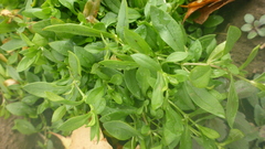 Stellaria crassifolia
