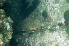 Scorpaena jacksoniensis