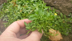 Stellaria crassifolia