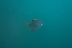 Monodactylus argenteus