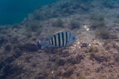 Abudefduf bengalensis