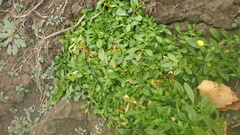 Stellaria crassifolia