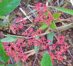 Cissus erosa