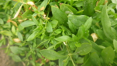 Stellaria crassifolia