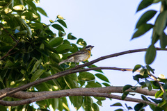 Spindalis portoricensis