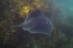 Bathytoshia brevicaudata