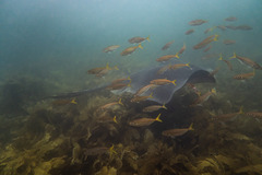 Bathytoshia brevicaudata