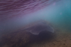 Bathytoshia brevicaudata
