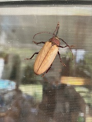 Agrianome spinicollis