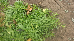 Stellaria crassifolia