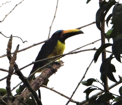 Pteroglossus inscriptus