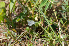 Eurema daira