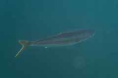 Seriola lalandi