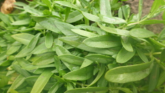 Stellaria crassifolia