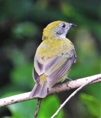 Heterocercus flavivertex