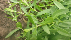 Stellaria crassifolia