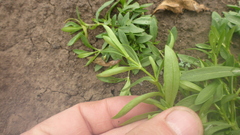 Stellaria crassifolia