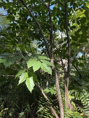Leea philippinensis