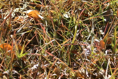 Cynodonteae