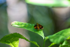 Choranthus vitellius