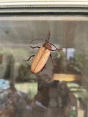 Agrianome spinicollis