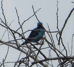 Cotinga cayana
