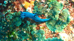 Tambja mullineri