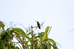 Eulampis holosericeus