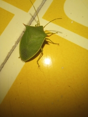Loxa deducta