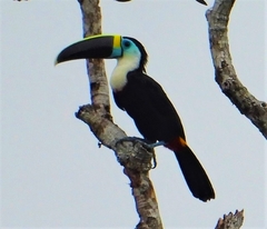 Ramphastos tucanus