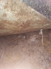 Peromyscus sonoriensis