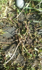 Gratiola sexdentata