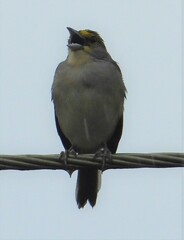 Ammodramus aurifrons