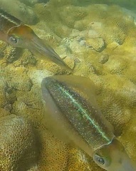 Sepioteuthis sepioidea