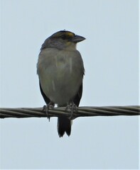 Ammodramus aurifrons