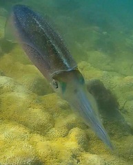 Sepioteuthis sepioidea