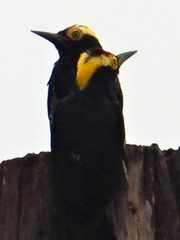 Melanerpes cruentatus