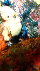 Tambja mullineri