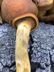 Omphalotus olivascens