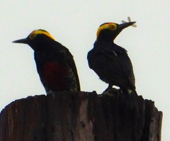 Melanerpes cruentatus