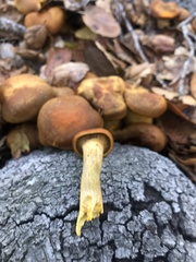 Omphalotus olivascens