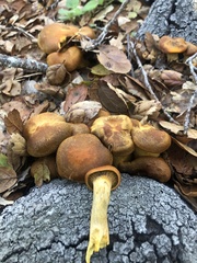 Omphalotus olivascens