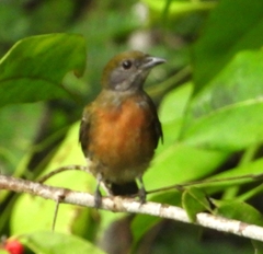 Heterocercus flavivertex