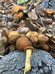 Omphalotus olivascens