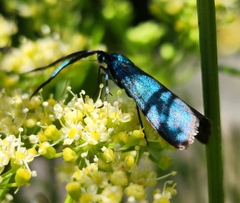 Pollanisus viridipulverulenta