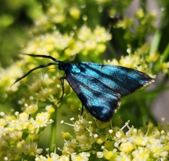 Pollanisus viridipulverulenta